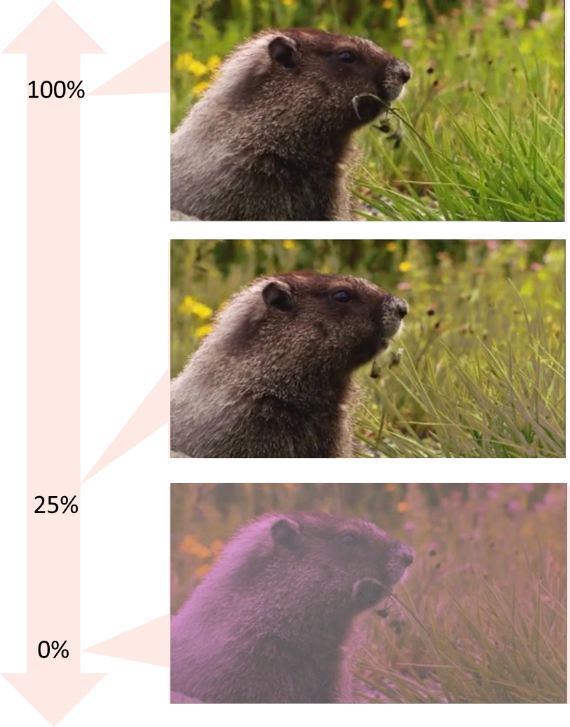 transparent.png
