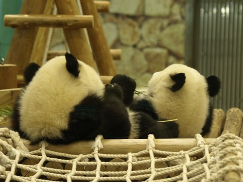 panda.png